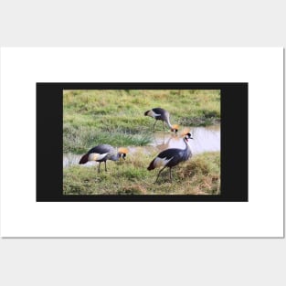 Grey Crowned Crane, Kenya Posters and Art